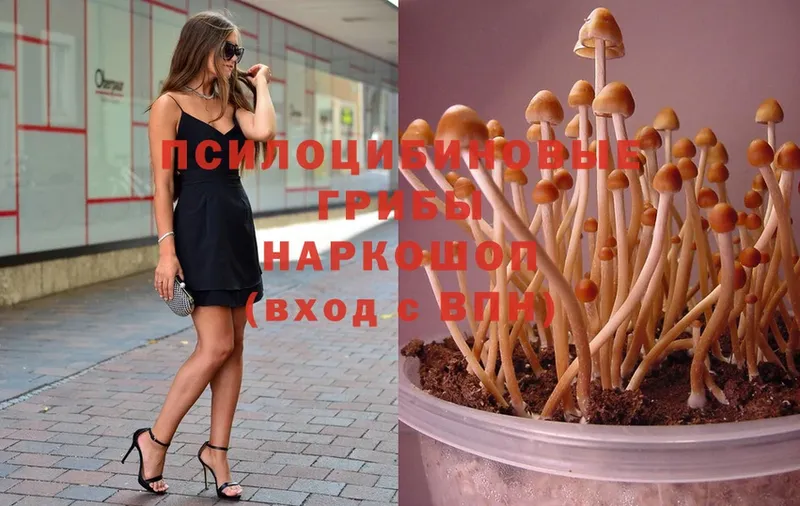 где найти   Лакинск  Псилоцибиновые грибы MAGIC MUSHROOMS 